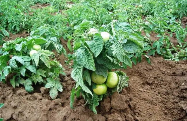 Особенности выращивания и урожайность сорта томата Челнок