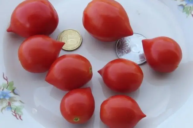 Отзыв: Семена томата Аэлита "Щедрый каскад" - 100% всхожесть