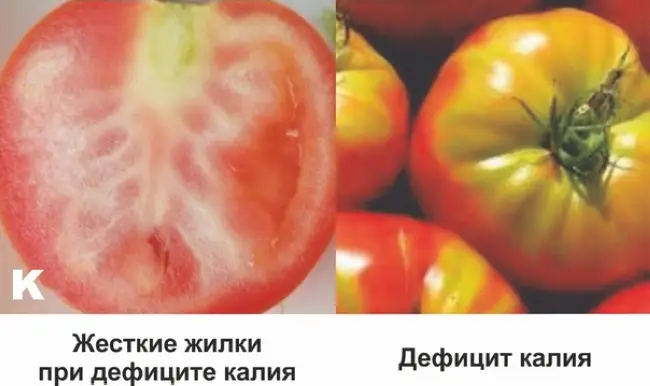 Трещины на помидорах. Почему трескаются помидоры при созревании. – YouTube