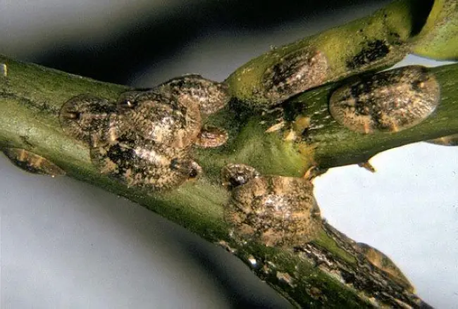 Щитовка на жимолости – Жимолость весной: обработка от болезней и вредителей, обливание кипятком