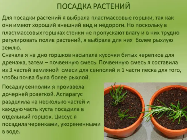Семетра Базилик овощной Тонус - отзыв