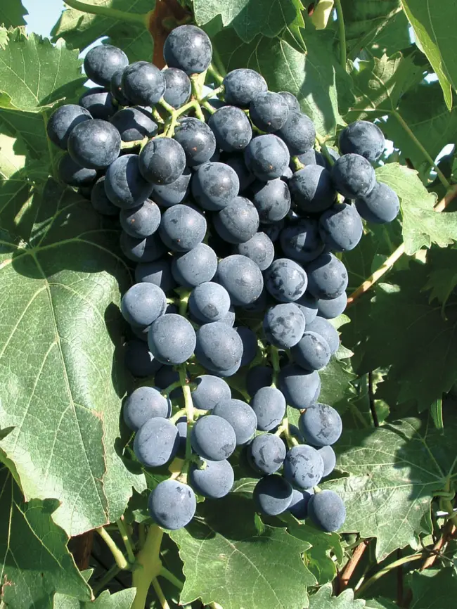 Французский черный виноград — мускат Кайяба