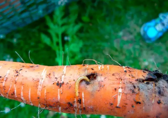 Основные вредители моркови и проверенные способы борьбы с ними
