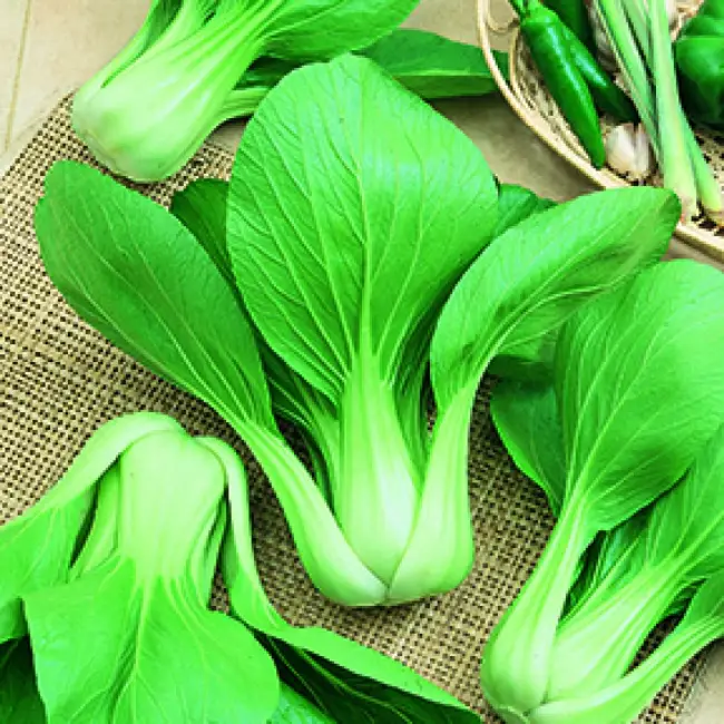 Капуста краса востока описание сорта – Китайская капуста Пак Чой: выращивание и уход, фото