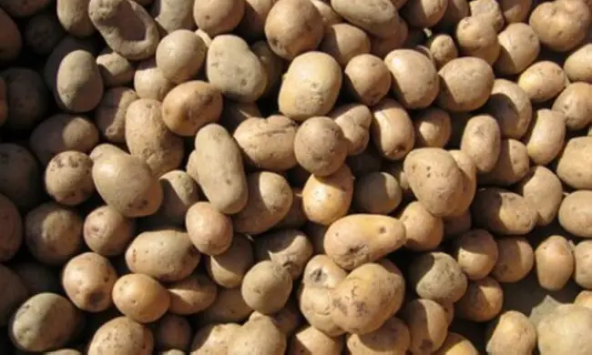 Сорт картофеля "Виза" - описание характеристики отзывы фото видео