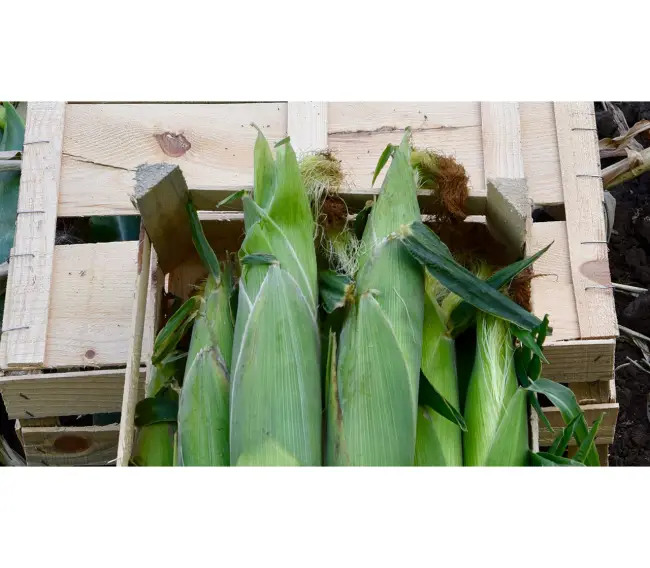 Кукуруза харди описание сорта – Сладкая кукуруза: описание лучших сортов и технология выращивания, отзывы с фото
