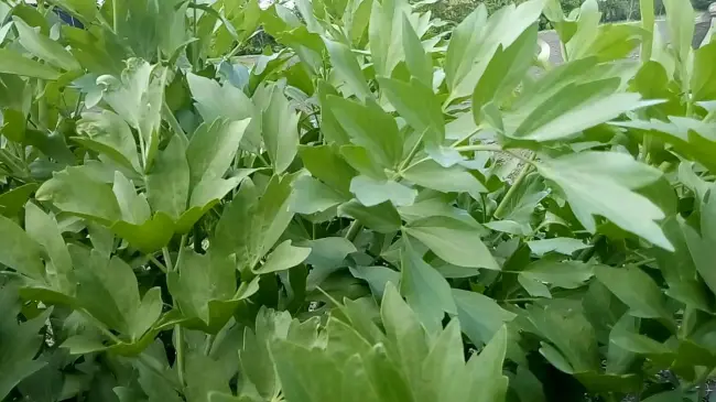 Любисток геракл описание сорта – Любисток: выращивание, лечебные свойства и противопоказания, фото