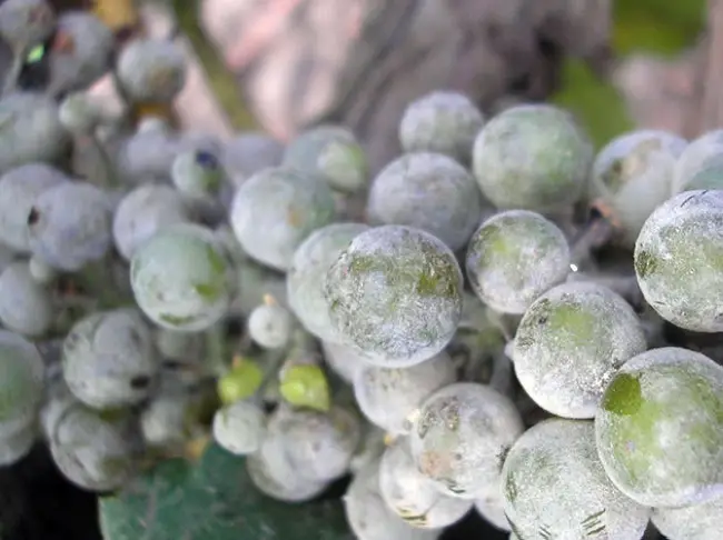 Широко распространенное и весьма опасное заболевание виноградной лозы – милдью (оно же ложная мучнистая роса) имеет грибковую природу и во влажные сезоны способно повредить абсолютно все зеленые неодревесневшие части виноградного куста.