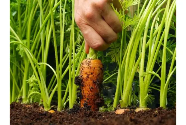 Как характеризуется морковь Московская зимняя? Как правильно ее выращивать и ухаживать за ней? Какие болезни и вредители опасны для сорта?