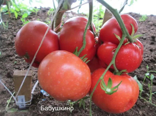 Перец Бабушкина грядка: отзывы об урожайности, фото семян Гавриш, характеристика и описание сладкого сорта