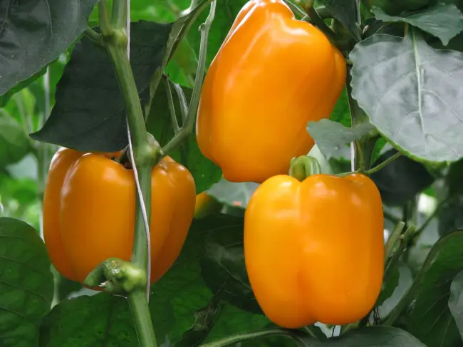 Еще сомневаетесь, выращивать ли желтые перцы на своем участке? Предлагаем подробное описание 12 сладких сортов оранжевого болгарского перца с фото. Мы уверены: вы не останетесь равнодушны к этим солнечным, богатым витаминами овощам!