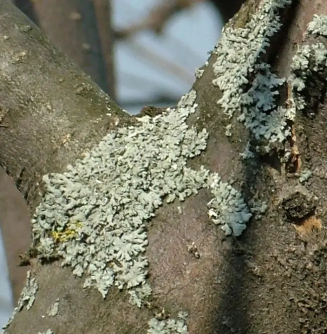 Если на коре и ветках яблони появился налет, похожий на углевую сажу, значит дерево поразил сажистый грибок (чернь). Чаще всего сажистый грибок – это спутник тли. Чтобы избавиться от него, в первую очередь нужно бороться с тлей и муравьями. В начале распускания листьев опрыскайте растения препаратом Фитоверм (до 2 раз), одновременно с этим уничтожайте муравьев. Против тли эффективны также Антитлин, Табазол, табачная пыль. Если дерево молодое или отдыхающее (на нем нет плодов), его можно обработать препаратом Строби. Эффективны и народные средства (для опрыскивания растений): -200 г хозяйственного или дегтярного мыла разведите в 10 л воды 0,6–0,8 кг сухой картофельной ботвы залейте 10 л теплой воды и оставьте на 3–4 часа. При обработке добавьте 40 г мыла (средство хорошо помогает и от гусениц пилильщиков, паутинного клеща, огневки). -Измельчите 200–400 г листьев и корней одуванчика, залейте 10 л теплой воды, настаивайте 2–3 часа. Используйте сразу во время распускания почек