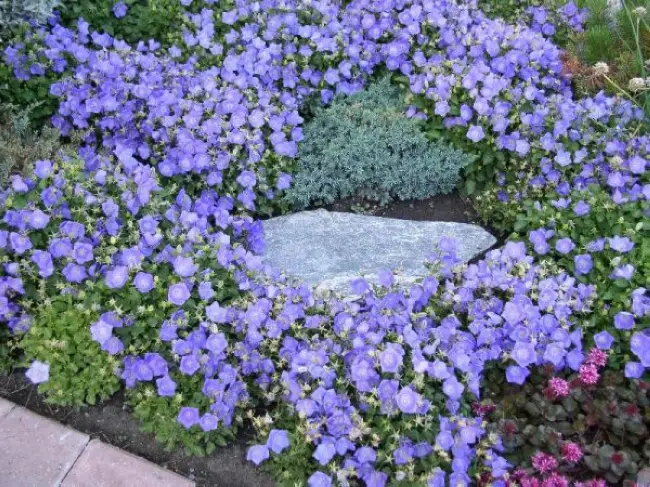 Пенница слюнявая: 6 способов борьбы с садовым вредителем