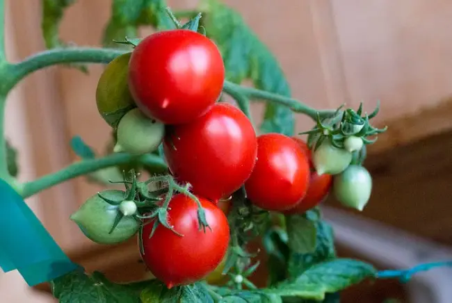 Томат ‘Гроздевой’ F1. Характеристики сорта, выращивание. Фото. Рецепт вяленых томатов