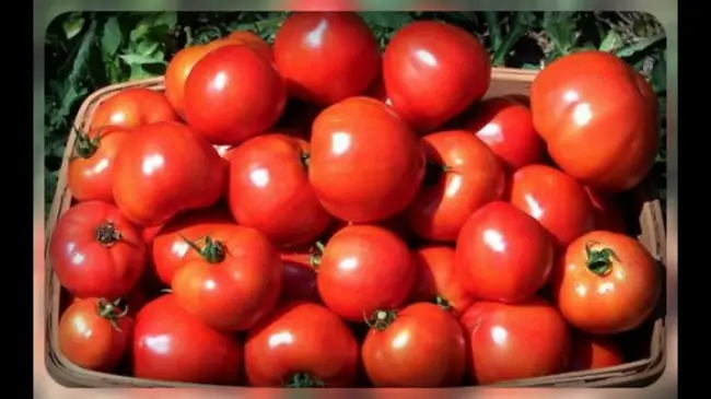 Дворцовые томаты: выращиваем богатый урожай гигантских помидоров