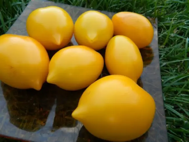 Малиновая и Желтая империя: 5 секретов выращивания суперрассады томатов
