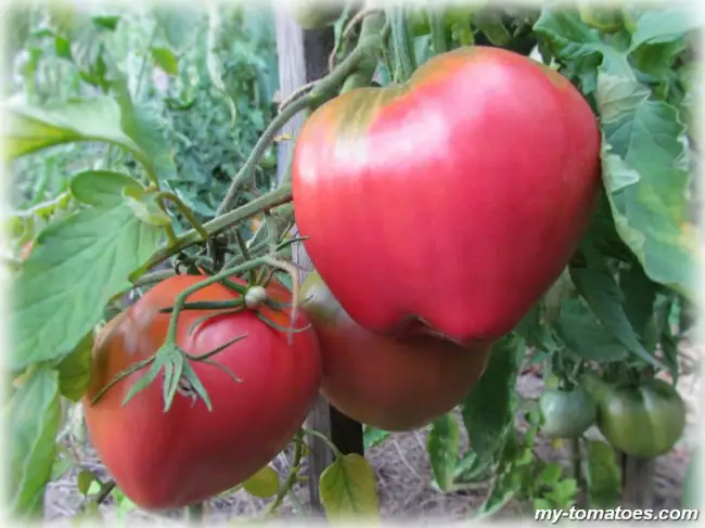 Томат Момент: характеристика и описание сорта с фото, посадка семян, урожайность помидора, отзывы тех, кто сажал