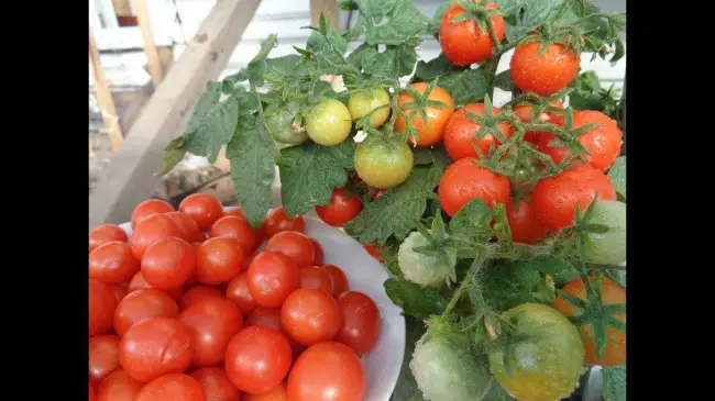 Томат Пиноккио — маленький и декоративный тип черри-томата, предназначенный для выращивания в домашних условиях. Вкусный и урожайный.