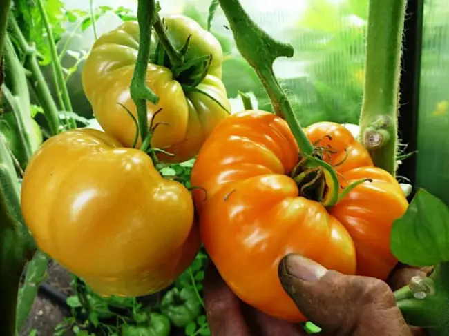 Характеристика и описание сорта томата Семейный, его урожайность