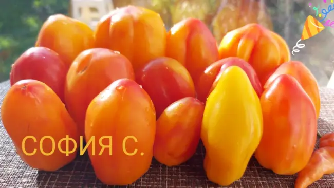 Sweet Tooth (Сладкоежка) – S — сорта томатов – tomat-pomidor.com – отзывы на форуме | каталог