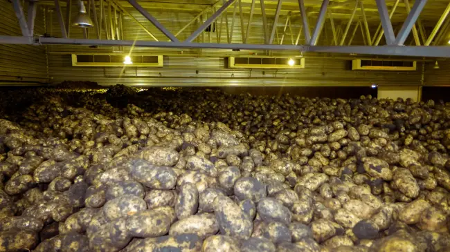 Фузариозное увядание на картофеле – Фузариоз картофеля: эффективные способы борьбы с фузариозом клубней, обработка картошки от болезни