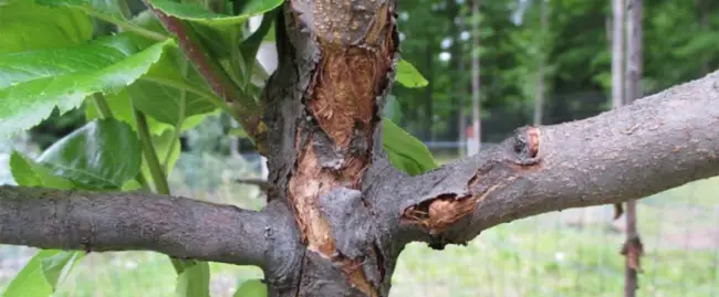 Антракноз и цитоспороз плодовых деревьев: спасаем сад от опасных недугов