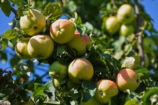 Чем подкормить яблоня