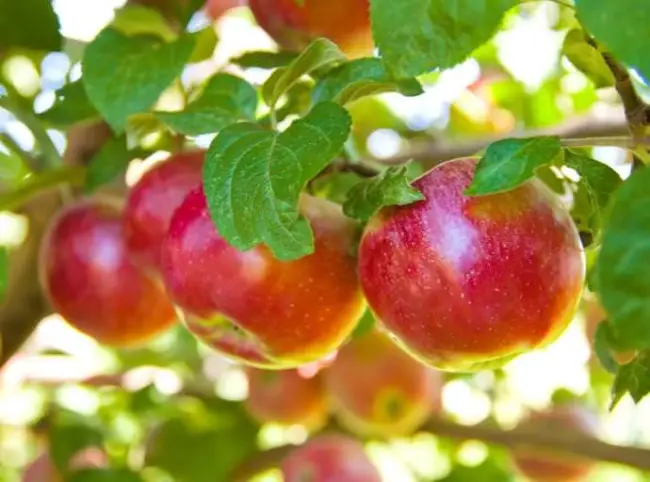 Сорт: Яблоня, Анис полосатый (Анис серый)