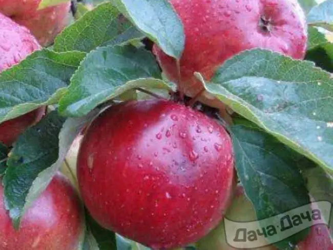 Сорт яблок Антей: описание и фото, отзывы