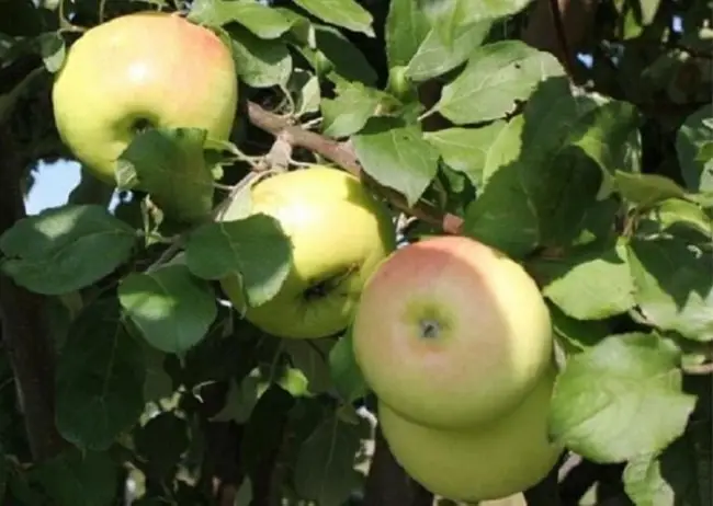 Описание сорта яблони Брянское алое: фото яблок, важные характеристики, урожайность с дерева