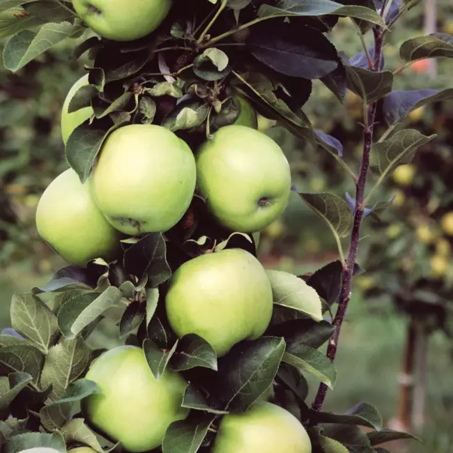 Описание сорта яблони Малюха: фото яблок, важные характеристики, урожайность с дерева