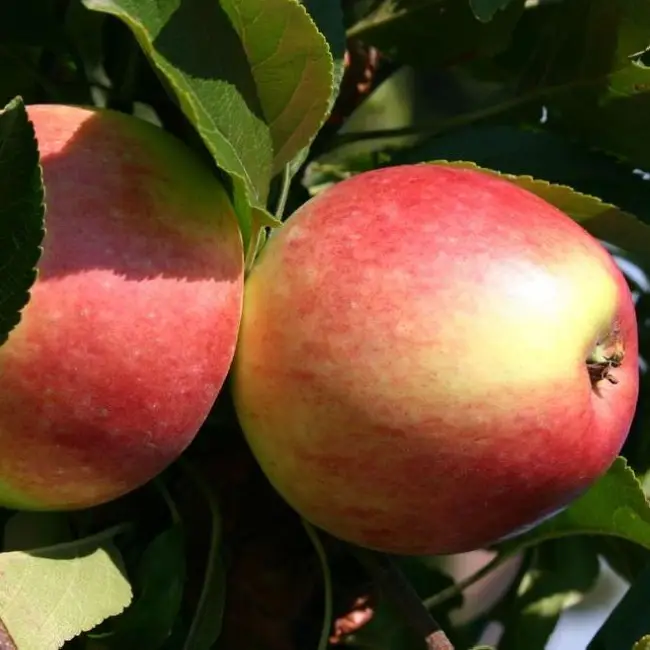 Яблоня Талисман – Сорта яблони – Сорта плодово-ягодных культур – Сайт о садоводстве