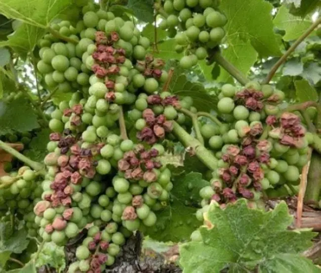 Выращивание винограда Память Домбковской (БЧЗ)