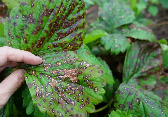 Антракноз на лилии – Болезни и вредители лилий – как распознать и победить