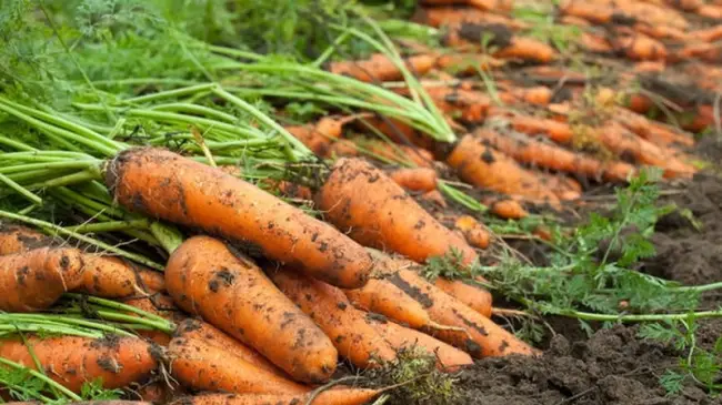 Как выращивают Амстердамскую морковь?