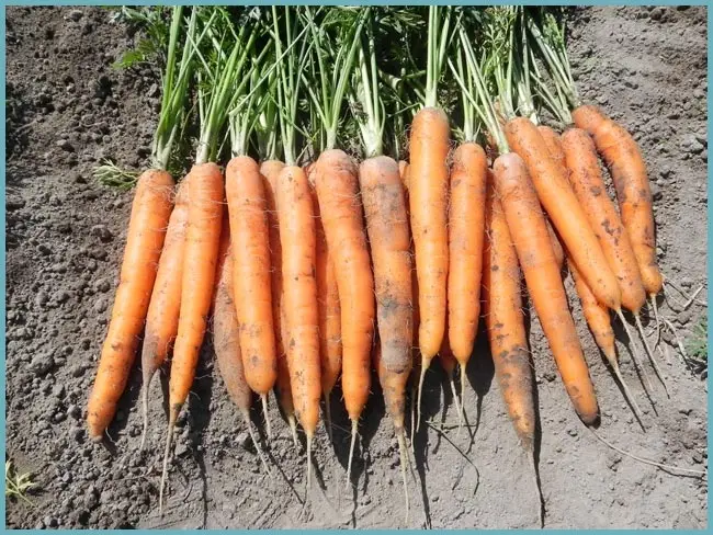 Морковь Сластена — описание, фото и характеристики сорта