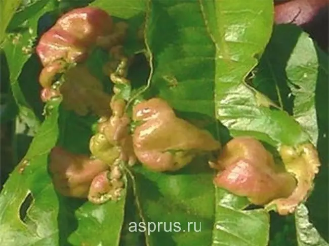 Основные вредители и болезни персика