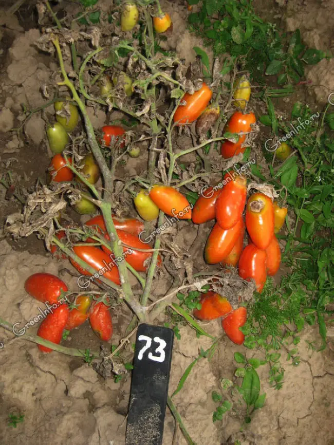 Дидимеллёз на томатах – Аскохитоз томатов – методы лечения болезни культур средствами защиты растений