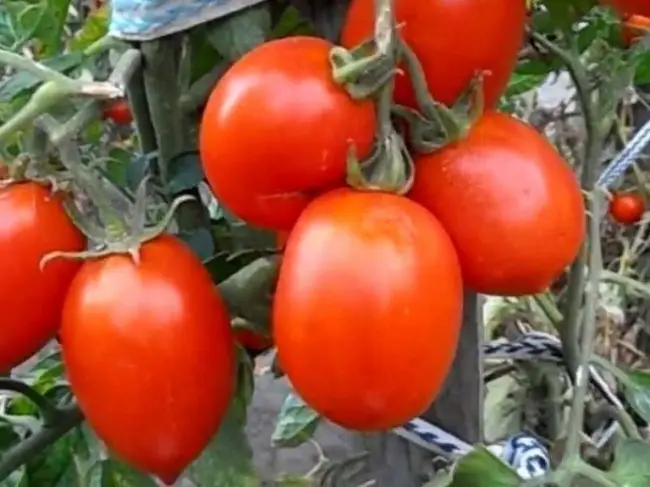 Томат Рио гранде: описание и характеристика сорта, особенности выращивания помидоров, отзывы, фото