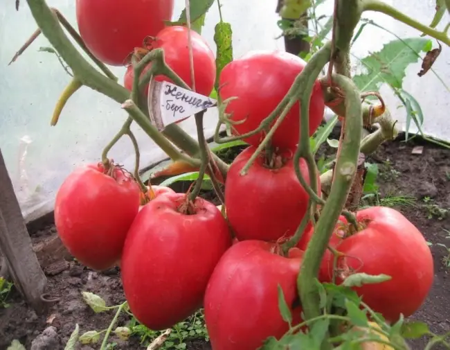 Томат Кенигсберг — как получить от 5 до 20 кг помидоров с 1 кв. метра