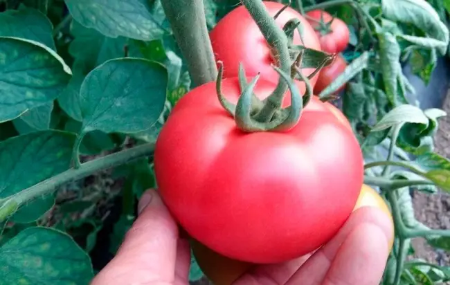 Томат Мамстон: описание сорта помидоров, характеристики