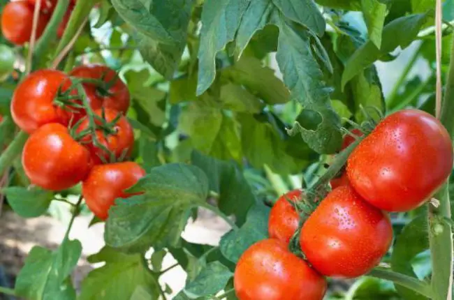 Томат сорта Спрут: вырастет ли помидорное дерево?