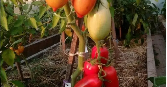 Царское искушение томат: особенности, плюсы и минусы, болезни и вредители