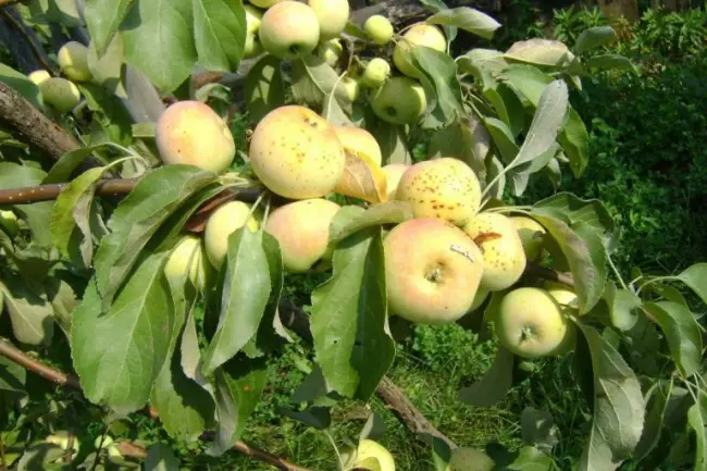 Вид плодовой культуры: Яблоня, сорт: Подснежник. Подробное описание, характеристики, достоинства и недостатки.