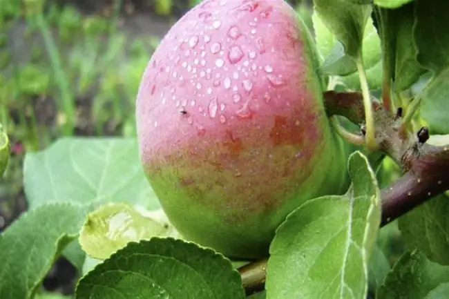 Яблоня зимняя Россошанское полосатое