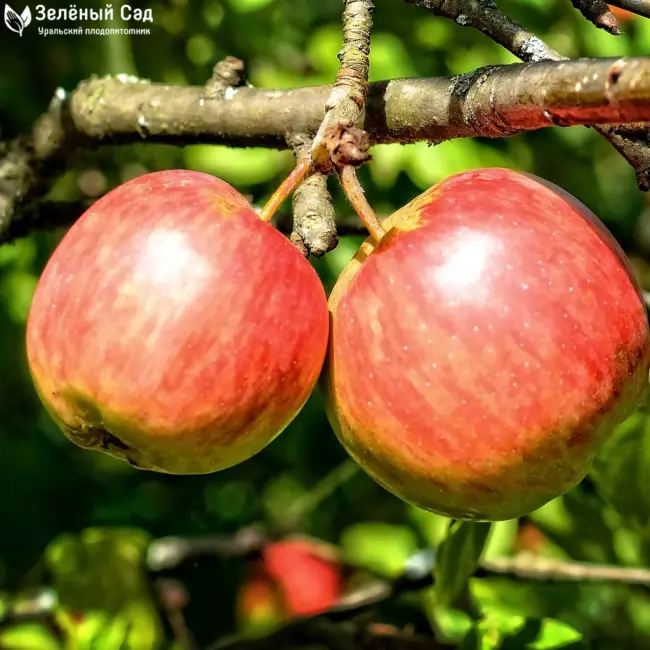 Красивые и вкусные яблоки подарит сорт Экранный