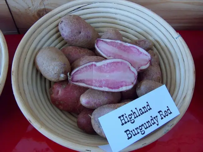 Казачок наш: уссурийский селекционер почти 50 лет выводит новые сорта картофеля – UssurMedia