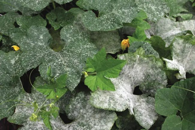 Мучнистая роса на тыкве – Болезни и вредители тыквы и борьба с ними, чем лучше обработать растения, фото