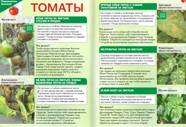 Стемфилиум на томатах - 57 болезней томатов с описаниями и фотографиями + 19 устойчивых сортов
