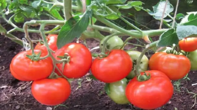 Огородники с удовольствием выращивают на своих участках раннеспелые и урожайные томаты. Именно к таким относится гибрид под названием Белле F1.